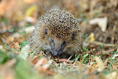 《原子之心》PC性能分析  多种配置下流畅运行